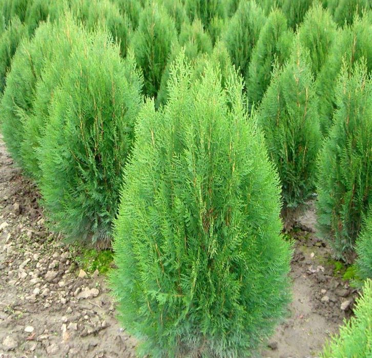 Арча кучатлар.  50cм дан 4 метргача