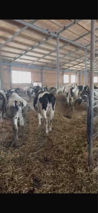 Голштейн Нетеля продам