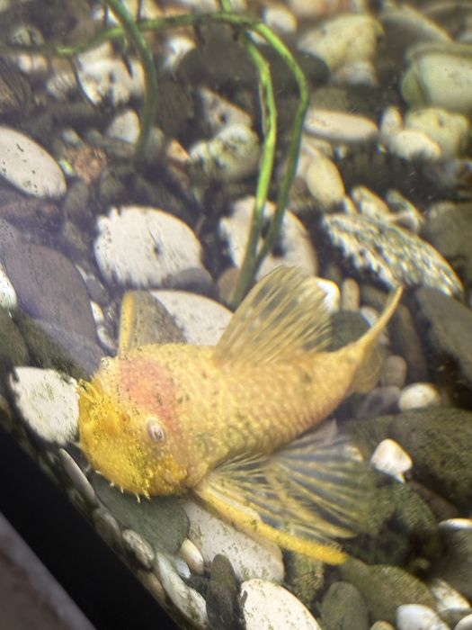 Анцитрусы большие