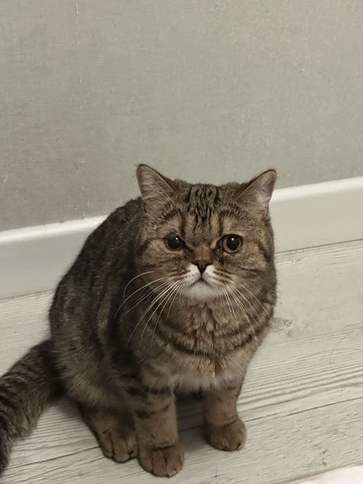 котенок,7-8 месяцев