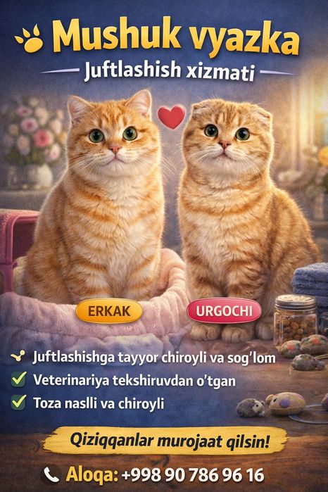 mushuklar uchun kerakli hizmatlar