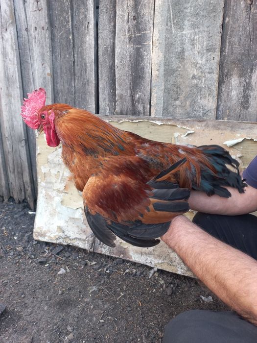 Продам молодого петуха