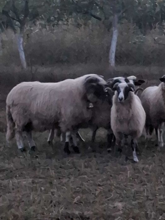 Berbec Breaz de Vazare!