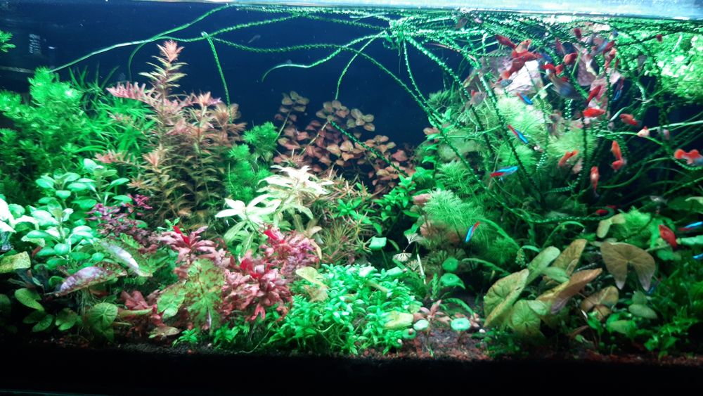 Аквариумные растения
