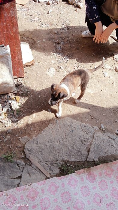 Собачки, девочки