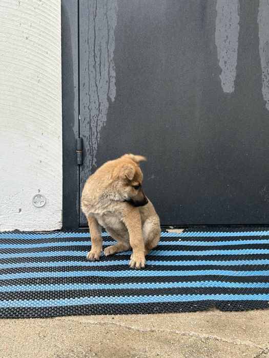 Отдам в добрые руки