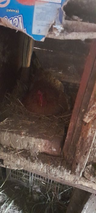 Квочки наседки на яйцах