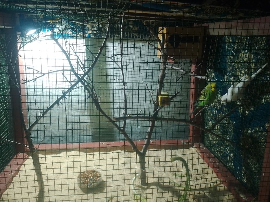 папугай полний канплек  350мин