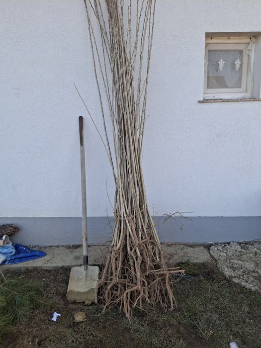 Puieti plop american plop negru alb salcâm