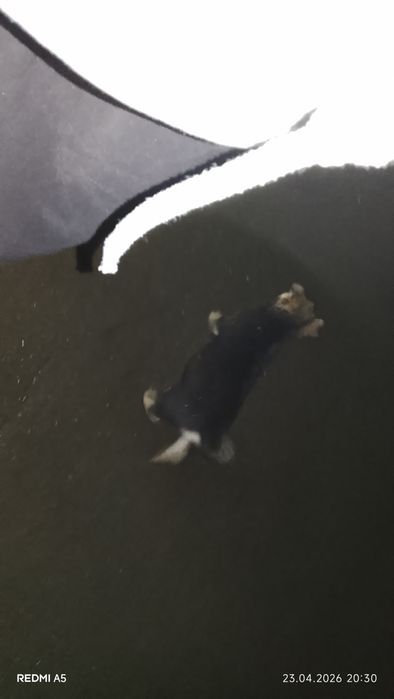 Отдам щенка в хорошим руки