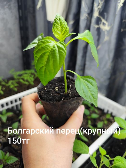 Продаю рассаду помидор, перец.