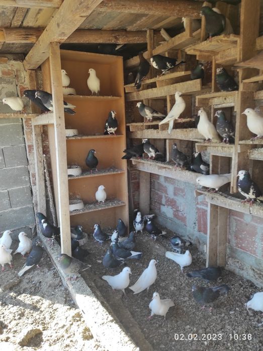 Продавам Пазарджишки гълъби