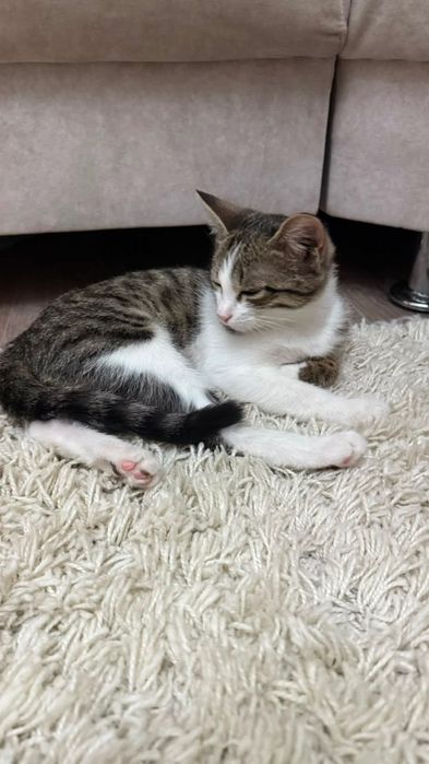 Отдадим котёнка в добрые руки.