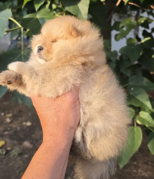 Померан померанче