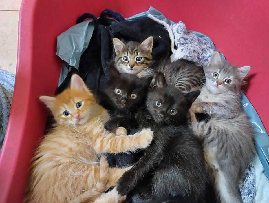 Подарявам шест прекрасни котета