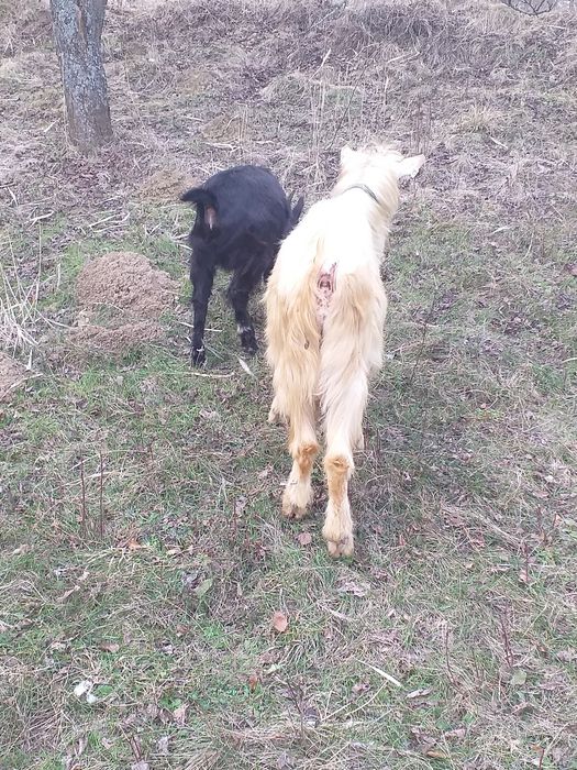 Vând capre gestante,de lapte