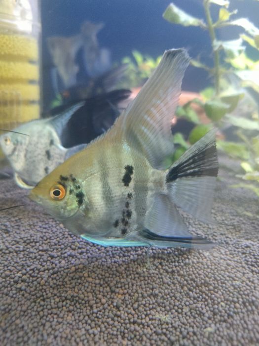 Скалярии балықтары