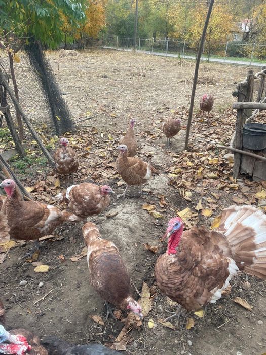 Curcani rosu de borboun de vanzare și pui