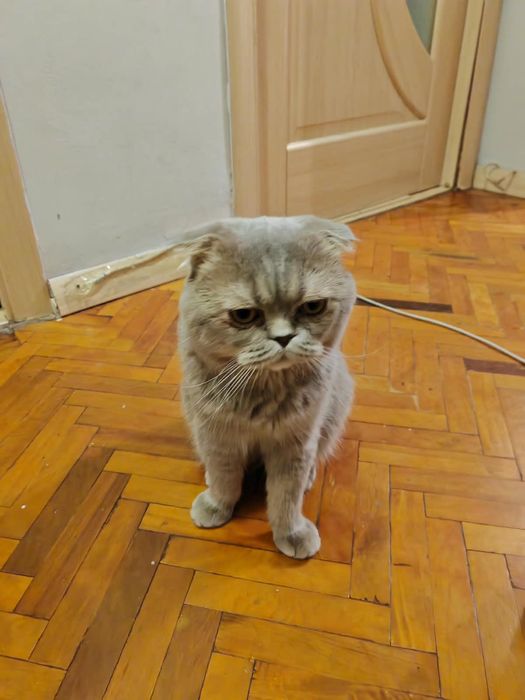 Продаю котят (месяц)
