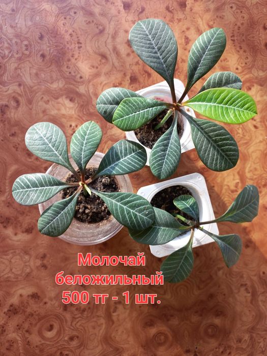 Цветы комнатные или обмен