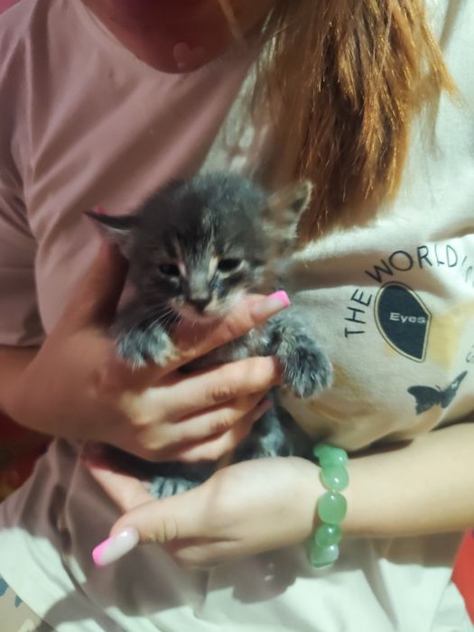 Котенок мальчик дымчатый