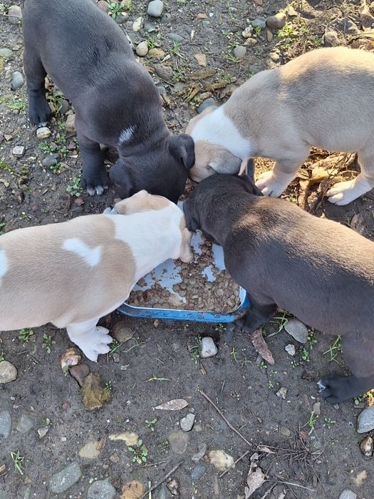 Кане корсо-Питбул  250лв. Народни.