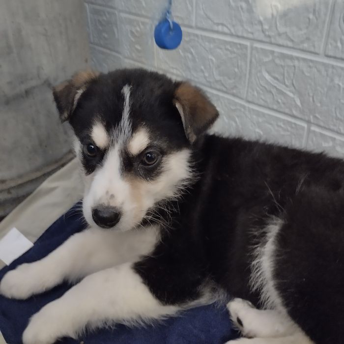 Отдам в добрые руки