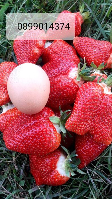 Разсад ягоди и малини