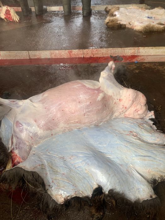 Қой-тоқты,Бараны и овцы