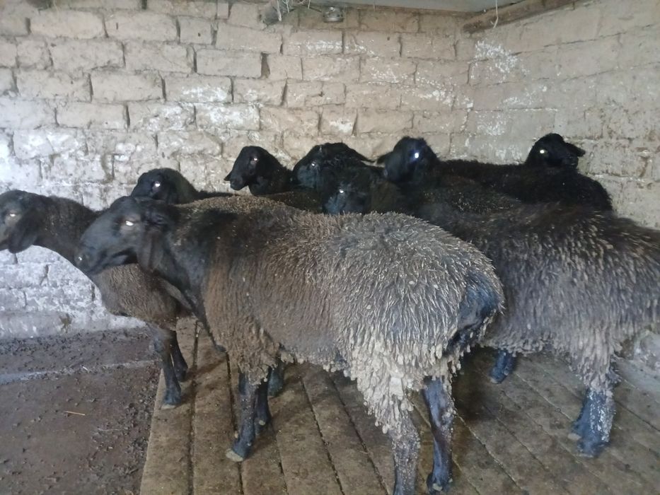 Qo'chqor va soliqlar sotiladi