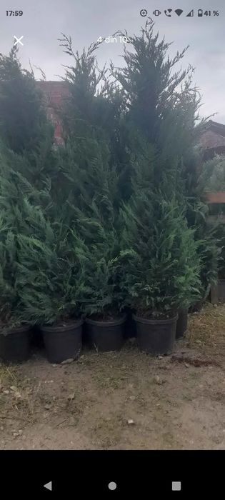 Platani leyladi mesteacăn tei catalpa