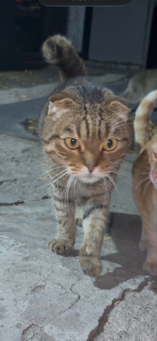 Кастрированй кот в добрые руки