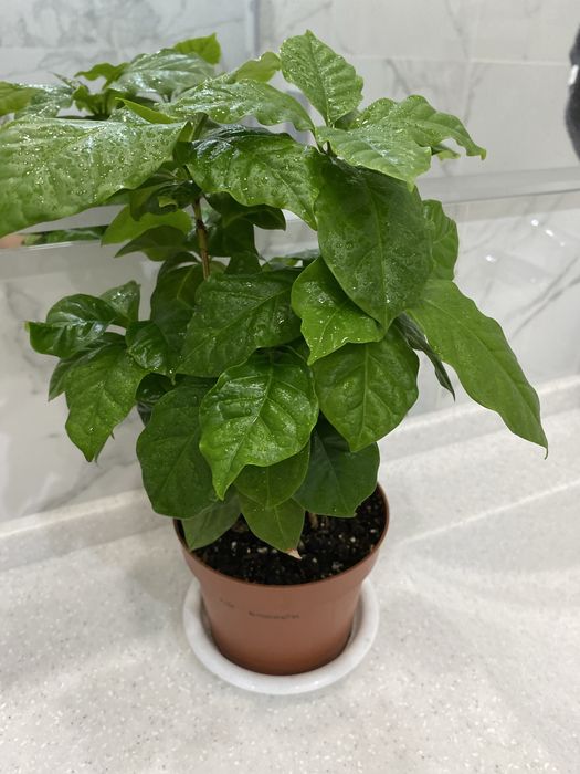 Продам кофе арабика