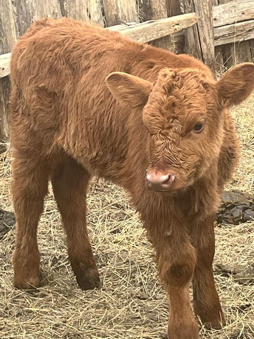 Продам телят нынешних