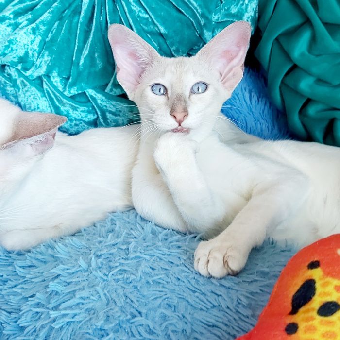 ВОСТОЧНЫЕ Короткошерстные Котята