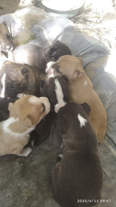 Продаются щенки породы питстафф