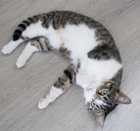 Кошечка НЮША ищет семью.
