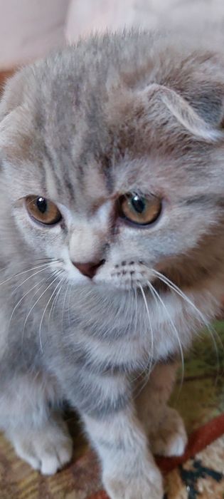Продаю домашную котёнка