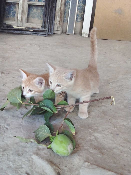 Котята - Раздаём бесплатно