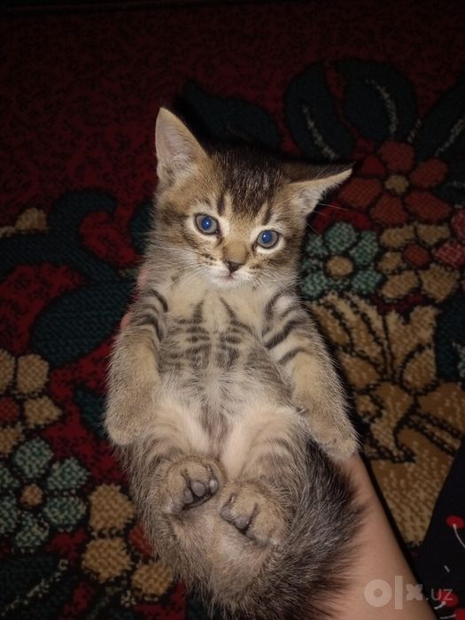 Scottish Fold, Scottish Straight