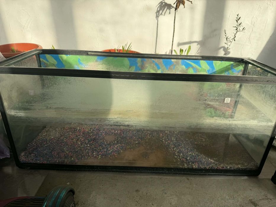 Acvari Diverse Marimi Pești