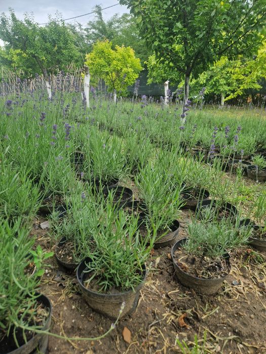 Vindem lavanda la ghiveci