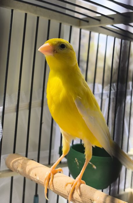 Кенар овсяночного напева от родителей конкурсной песни