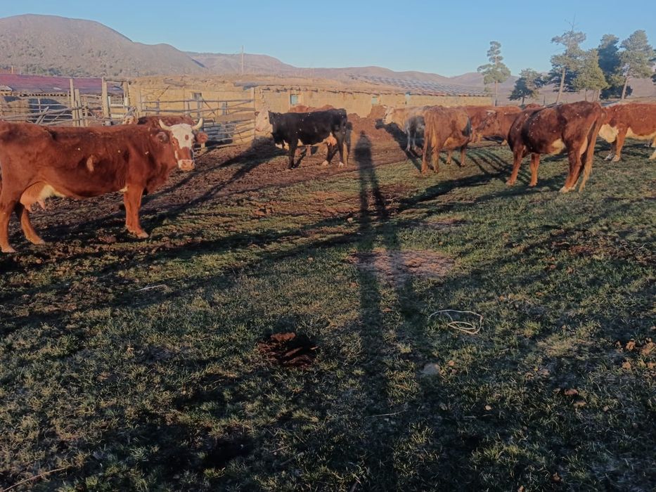 Сиыр / Коровы / Крупно рогатый скот