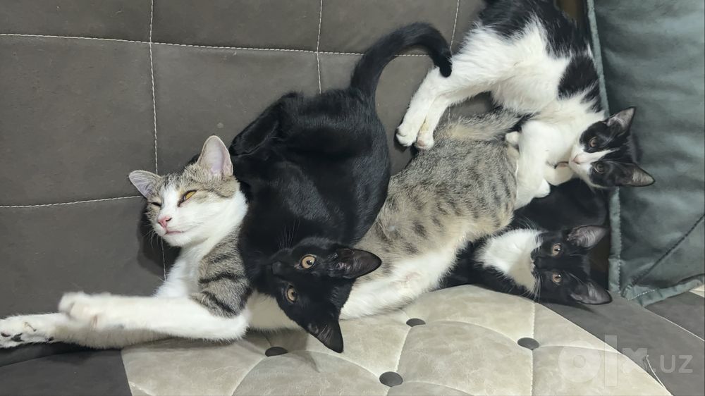 Кошка бесплатно