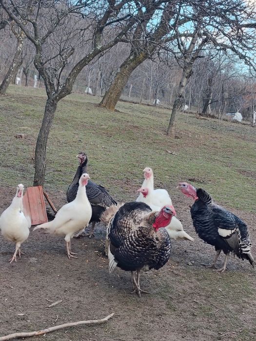 Curci românești de vanzare