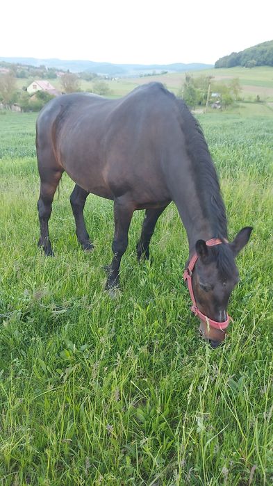 Vând iapă de 9 ani.