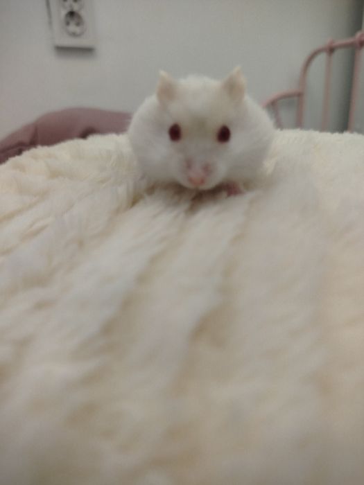 Хомяки продаются хорошей крови