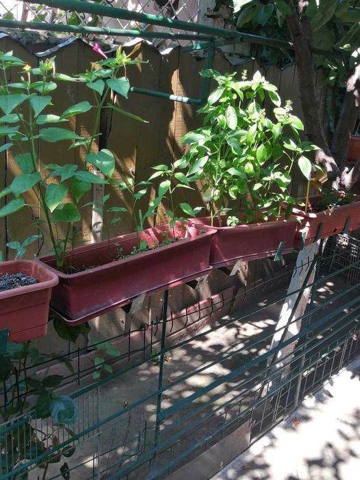 Casa si teren 266 mp Viilor Marius Nasta -Parc Carol