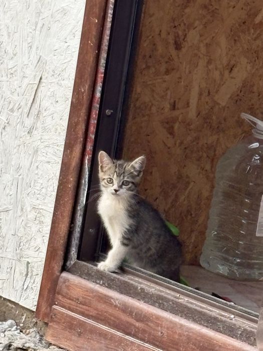 Отдам котенка девочку